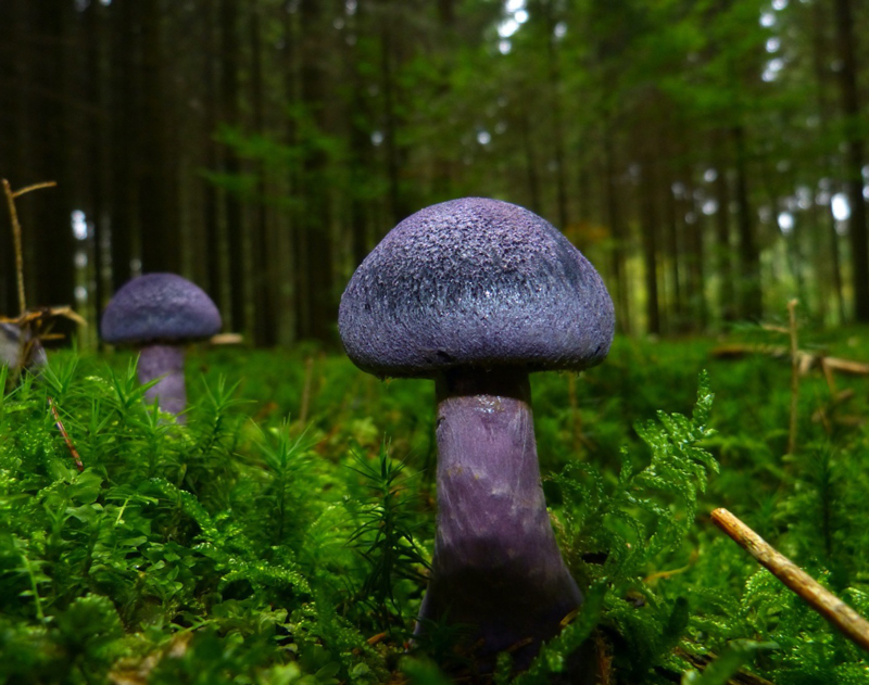 Fotografia di funghi