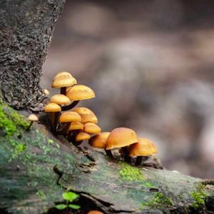 Funghi e natura